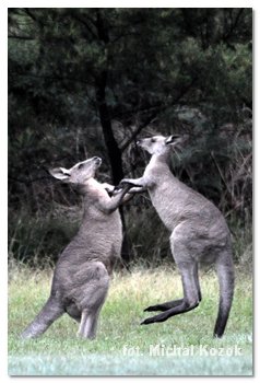 walczące kangury