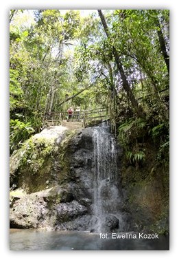 Colo-I-Suva Forest
